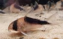 Corydoras mega shortnose — 4